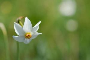 One white daffodil in the wild. Poet's narcissus on a field. photo