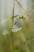 Wood white butterfly, small butterfly on a flower photo