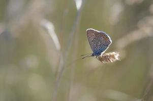 Common blue butterfly, small butterfly blue and grey, macro photo