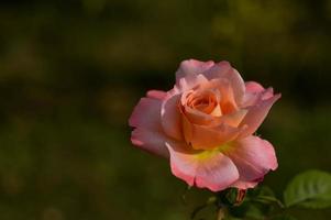 Pink rose in the garden close up. Peach color. photo
