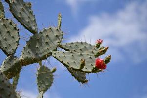 Cactus, spiky cacti in the botanical garden photo