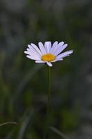 Ox eye daisy, in nature close up, white wild flower photo