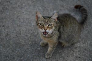 Cat portrait cat meow, meowing cat, photo