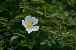 Dog rose, wild rose with a tiny green bug, flower head close up photo