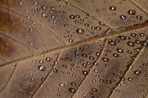 Raindrops on a brown leaf macro close up, water drops photo