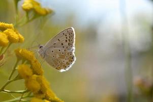 argus marrón en una flor de tanaceto, pequeña mariposa marrón, gris. foto