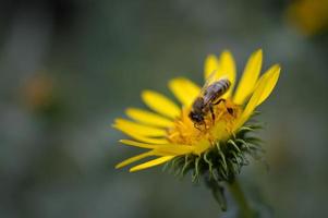 Bee on a yellow flower, close up, spiky flower, photo