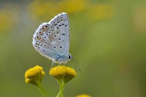 argus marrón en una flor de tanaceto, pequeña mariposa marrón, gris. foto