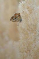 Common blue butterfly, small butterfly blue and grey, macro photo