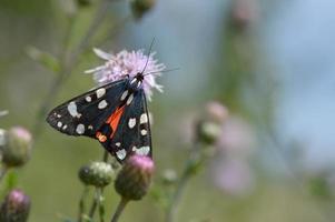 Scarlet tiger butterfly on a purple flower in nature. photo