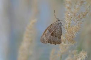 Small heath butterfly on a fluffy pant close up, pastel. photo