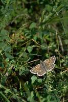 Safflower skipper, brown skipper butterfly, on a plant photo