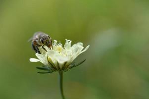 Cream pincushions flower with a bee, macro close up photo