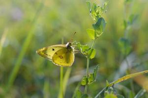 Clouded yellows, yellow butterfly on a green plant in nature photo