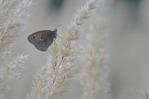 Small heath butterfly on a fluffy plant, close up photo