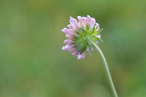 Pincushion flower small purple wildflower in nature, green natural background. photo