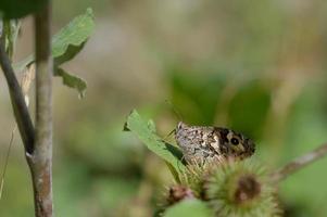 mariposa grisácea en la naturaleza, naranja marrón y negra. foto