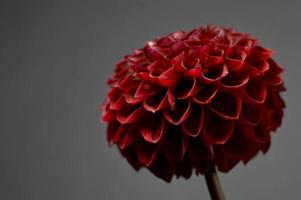 Dahlia red fox, dark red pompom dahlia, grey background photo