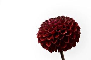 Dahlia red fox, dark red pompom dahlia, white background, photo