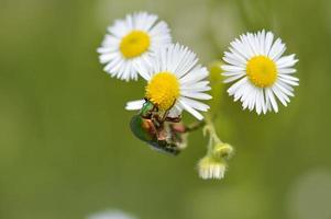 Rose chafer bug on a white and yellow wildflower photo