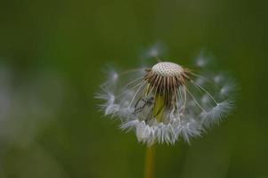 Fluffy dandelion seed head close up, seeds macro photo