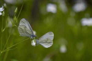 A pair of wood white butterfly macro on a flower, two.