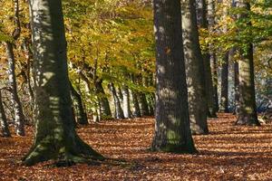 tiempo de otoño en un castillo alemán foto