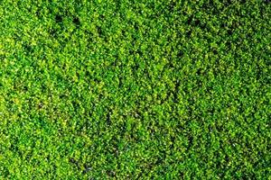 Close-up of beautiful green moss on close-up background. moss macro beautiful moss background for wallpaper photo