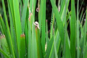 Snail on a wet leaf after rain photo