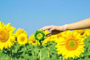 sunflower with a hand reaching forwards to touch it in a conceptual image of nature, agriculture and natural beauty. photo