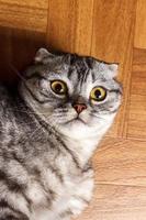 Scottish cat lying on the floor and looking closely at the camera. British cat lying on the floor photo