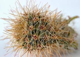 Side view of flowering cacti. Selective focus on the cactus, surrounded by many long transparent and white spines. photo