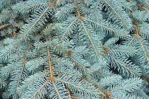 Texture of blue pine branches close-up. view from above photo