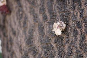 Gum on Neem Tree, Hungund, Karnataka. photo