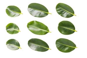 green leaves isolated on a white background photo