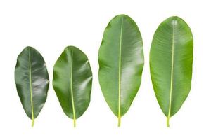 green leaves isolated on a white background photo