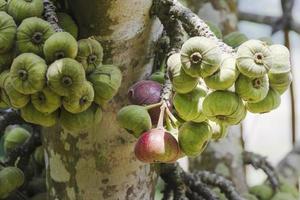 Healthy figs, purple and green figs on a fig tree in a farmer's organic garden. photo