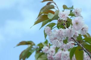 Pastel pink cherry sakura in Japan in blossoming season photo