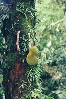 Jackfruit on the tree at Bali Island photo