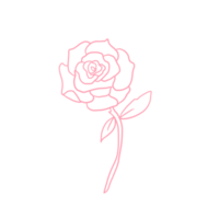 rosa rosa delineada png