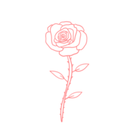 rosa rosa delineato png