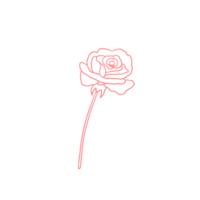 rosa rosa delineada png