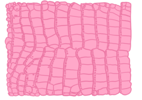 patrón de cocodrilo rosa png