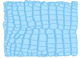 motif alligator bleu png