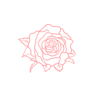 rosa rosa delineada png