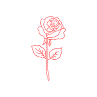 rosa rosa delineada png