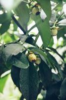 Mangosteen fruit on the tree at Bali island photo