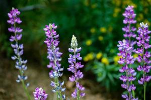 Purple lupine flowers in the field photo