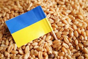 Ukraine on grain wheat, trade export and economy concept. photo