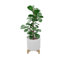 3D Fiddle leaf fig plant in the pot on transparent background. houseplants in cartoon 3d style. 3D rendering png